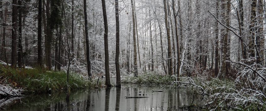 Woda w zimowym lesie
